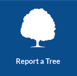 Report a Tree