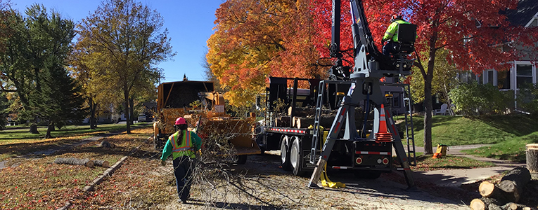 Bucket truck and large equipment used by staff to safely remove a tree on a city street with fall foliage in the background