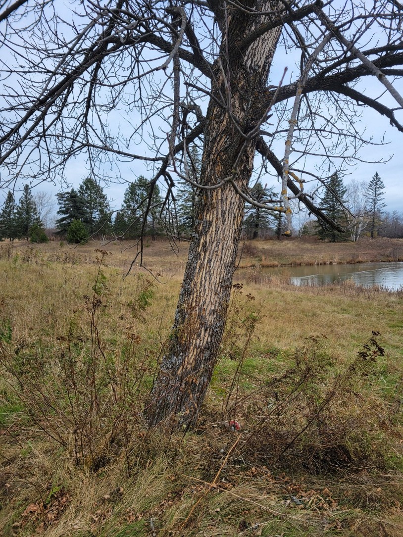 Ash tree infested with EAB at Lester Park Golf Course. Woodpeckers strip the bark in search of the EAB larvae,