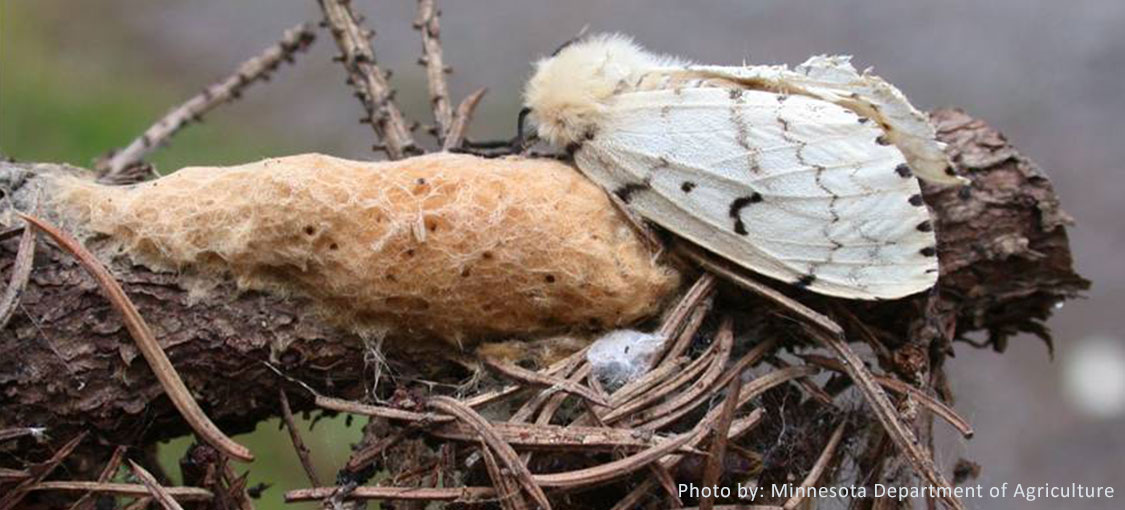 Female spongy moth with egg casing. The moth is a creamy white color with brown and black markings. The egg casing is a brown, yellow color that appears to have a spongy texture.