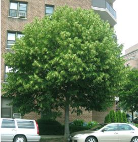 basswood tree in city