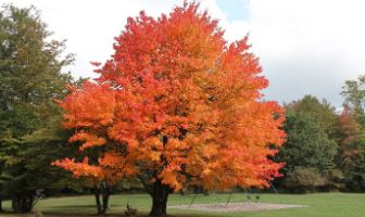 orange maple tree in park