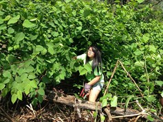 Knotweed 237X178 Knotweed 237X178