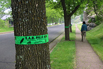 Trees With Pedestrian 2