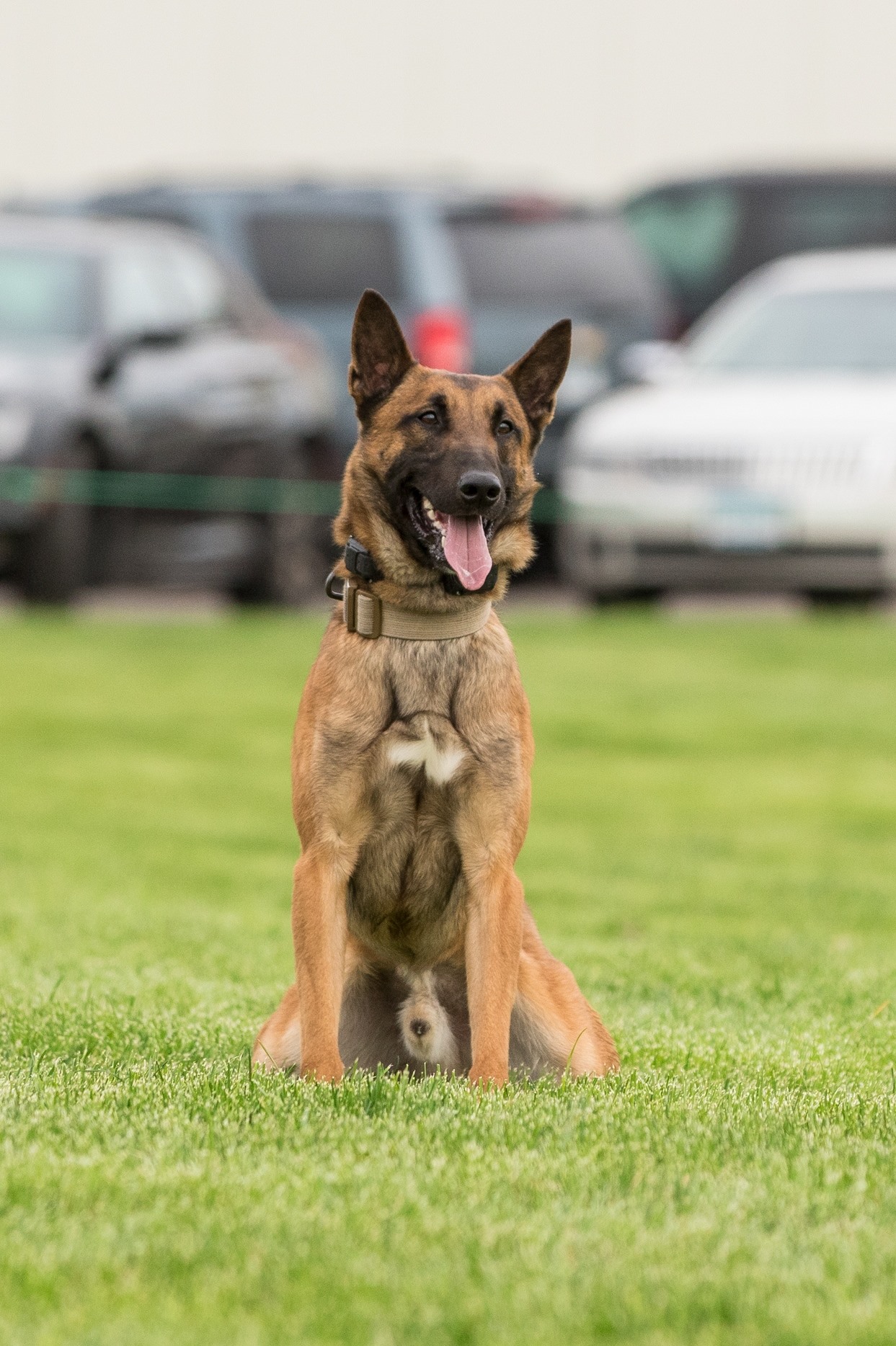 K9 Haas