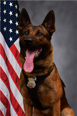 K9 Fitz